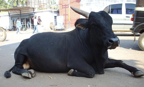  A black temple bull resting on the ground, in Udipi, India. From https://commons.wikimedia.org/wiki/File:A_sacred_Udipi_temple_Muth_bull(24-1-08)Udipi(India).JPG