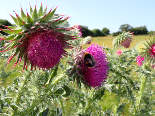 Large thistle heads with purplish-pink composite flowers and pink-tipped rows of green spines. A bumble bee is on one of the flower heads.
