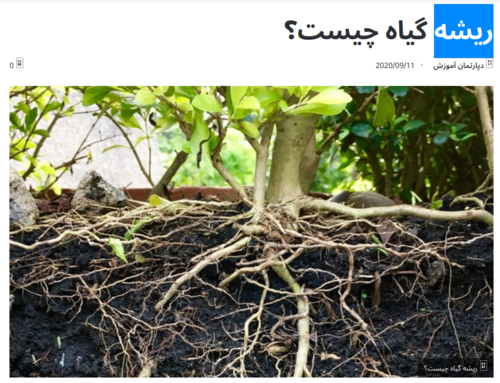 Root system at the base of a shrub; the earth has been removed to make the roots visible. The headline ریشه گیاه چیست؟ means "what is the root of a plant?" The rightmost word, "risheh", meaning root, is highlighted in blue. 