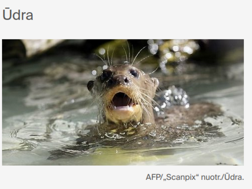 An otter lifts it head from the water, face-on to the viewer and mouth open. The heading, "Ūdra", means "otter" in Lithuanian. Source: https://www.15min.lt/tema/udra-5465